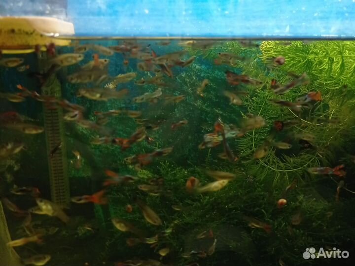 Аквариумные рыбки