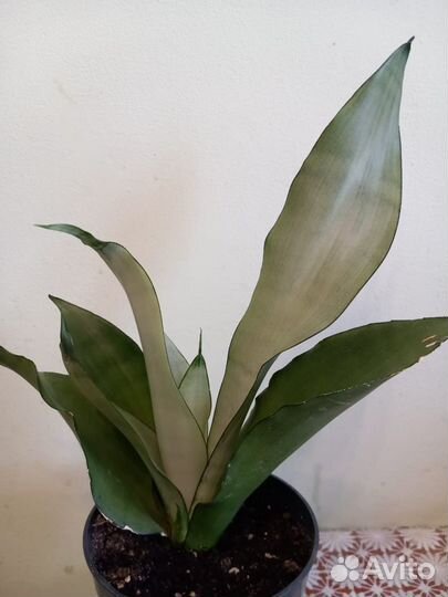 Сансевиерия муншайн