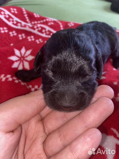 Кокер спаниель