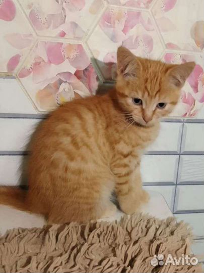 Котёнок рыжий