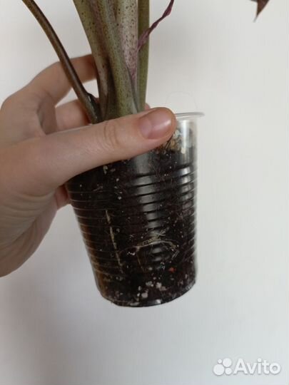 Алоказия Рэд Грэй