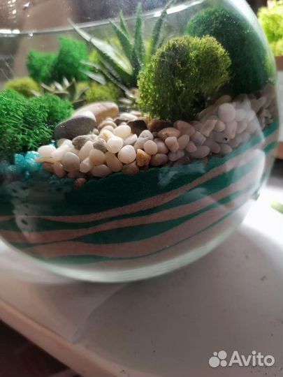 Флорариум суккуленты