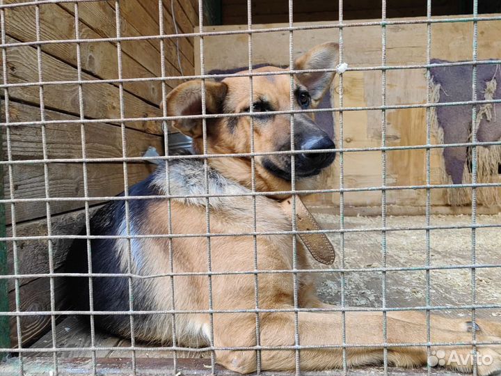 Идеальная собака-друг Забава местает обрести семью