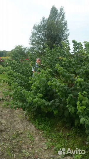 Саженцы многолетников цветов и ягод