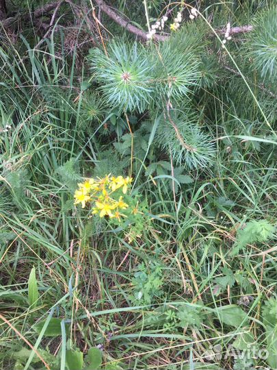 Трава душица