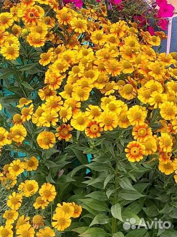 Гелениум, флоксы (многолетники)