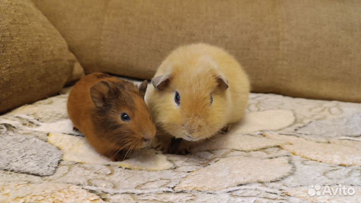 Морские свинки