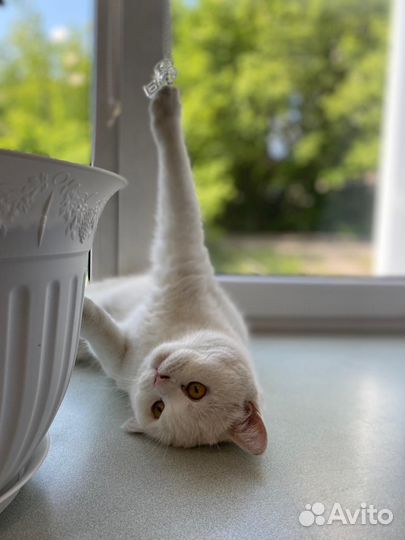 Британский кот в добрые руки