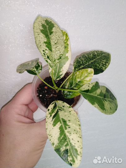 Фикусы сортовые