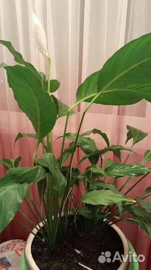 Спатифиллум