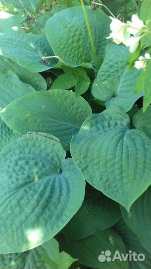 Хоста, бадан