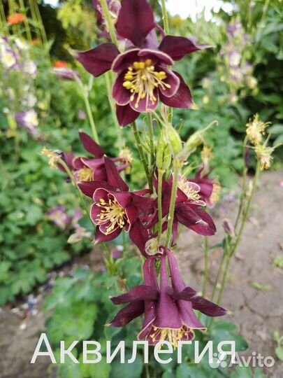 Аквилегия