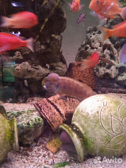 Аквариумные рыбки