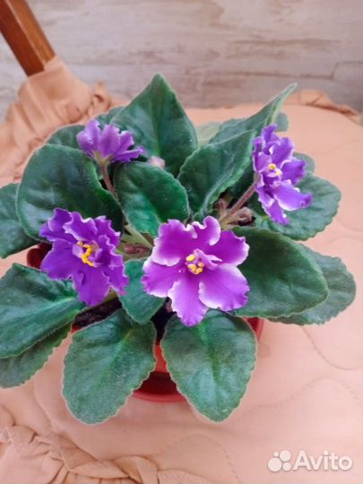 Фиалка, калатея