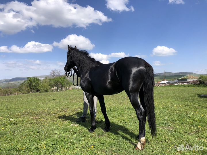 Лошади жеребец