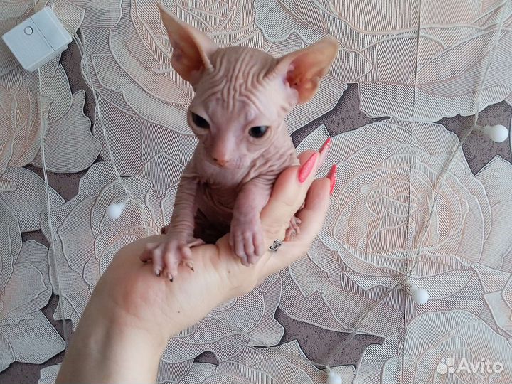 Донской сфинкс котята