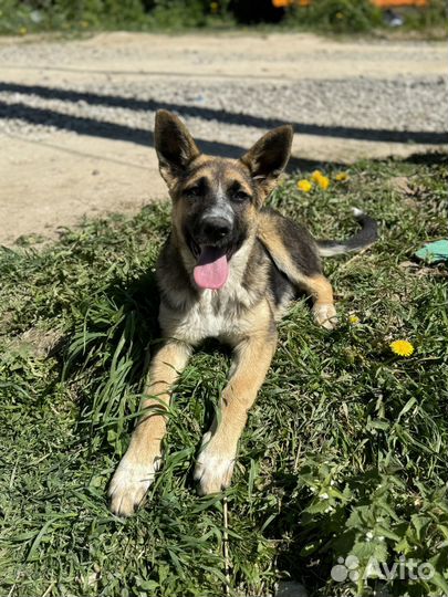 Щенок метис овчарки