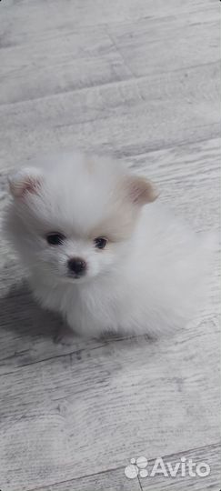 Щенки шпица мини