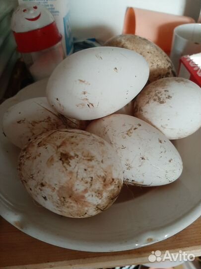 Инкубационное яйцо гусей линда