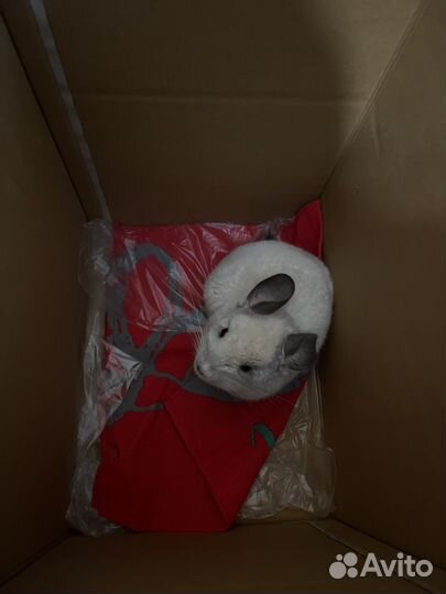 Шиншилла бесплатно