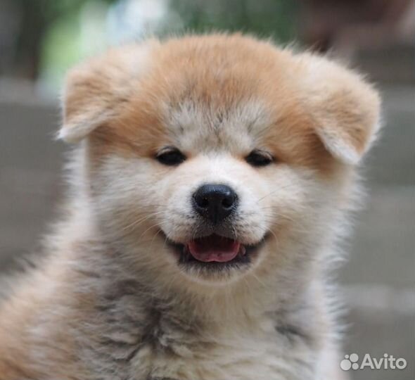 Щенки акита ину
