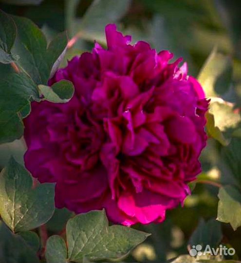 Пион древовидный Red Flower Hidden Among Twigs Саж