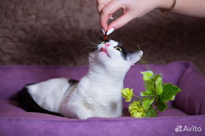 Нежная кошечка Мерсэдес ждёт мамочку