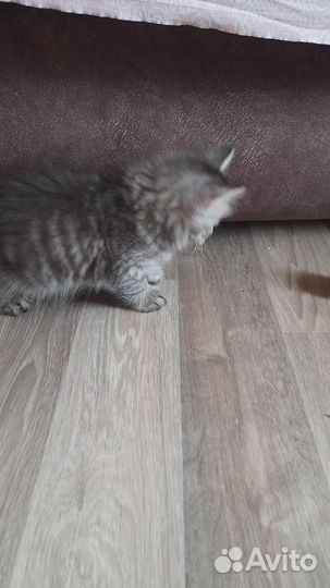 Кошки в добрые руки