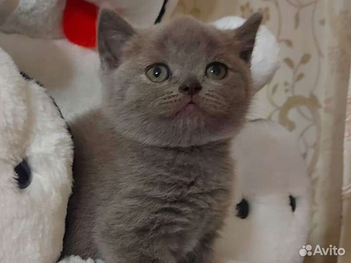 Кошечки прямоушки