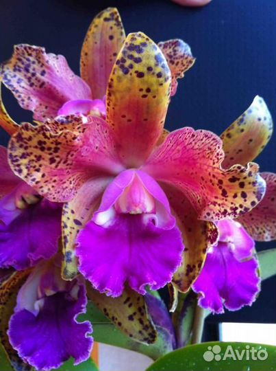 Орхидея Каттлея