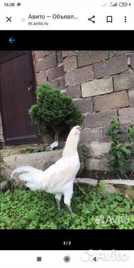 Бойцовые петушки