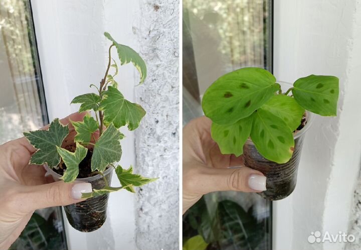 Комнатные цветы