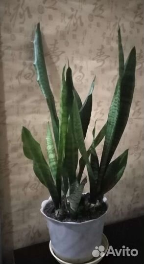 Сансевиерия