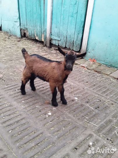 Чешские козлята