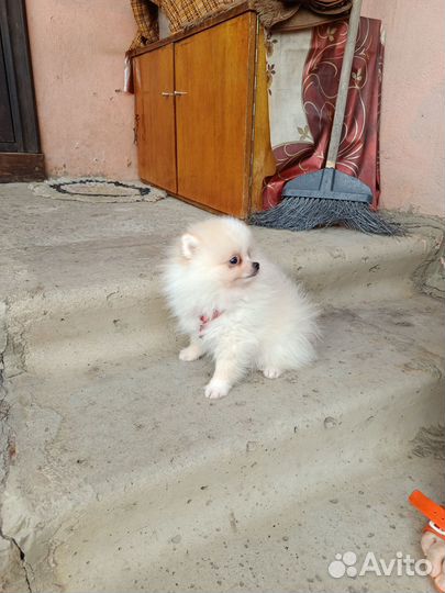 Щенок померанского шпица