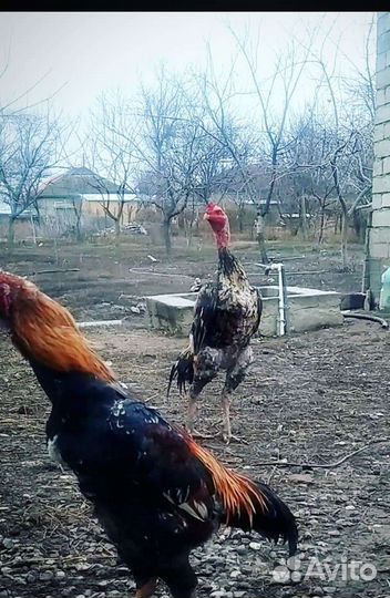 Бойцовая птица