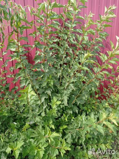 Ива кудрявая