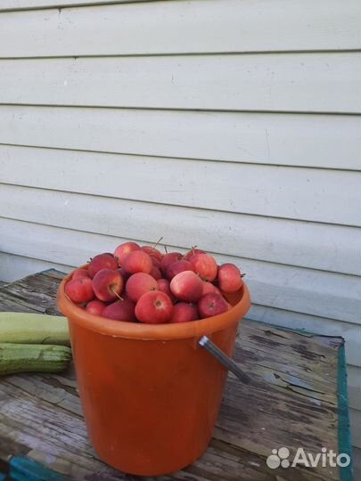 Яблоки ранетки