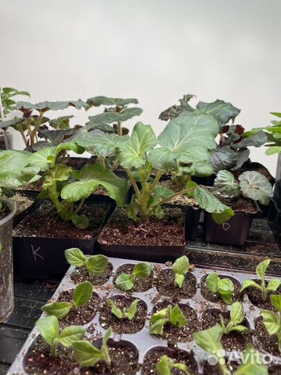 Ампельные клубневые бегонии