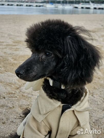 Щенок той-пуделя