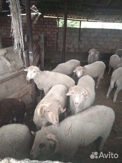 Овцы бараны и ягнята отдельно