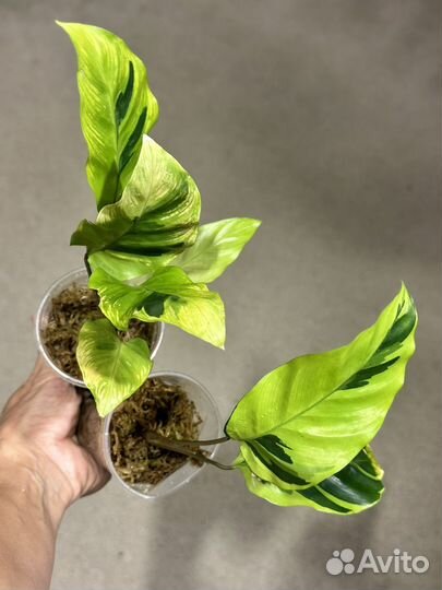 Калатея еллоу fusion