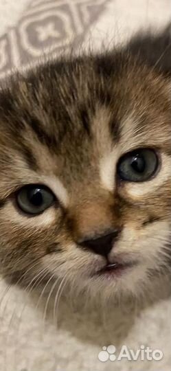 Вислоухие котята