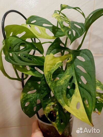Монстера адансона аурея (желтый вар)