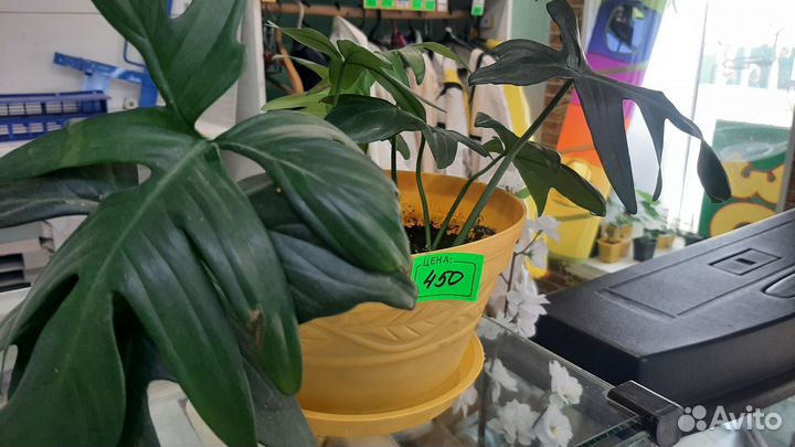 Комнатные домашние растения