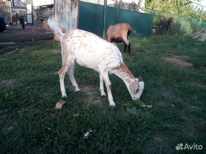 Нубийская козочка