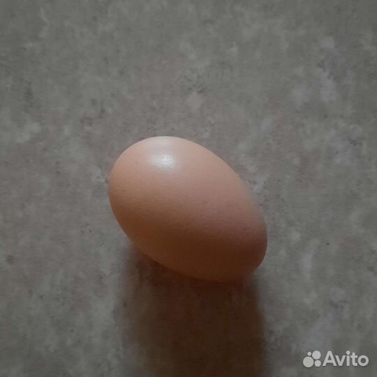 Мехеленская кукушка