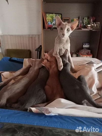 Ориентальные котята