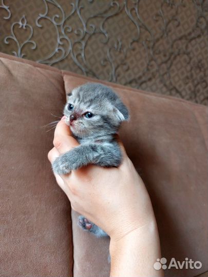Британская кошка