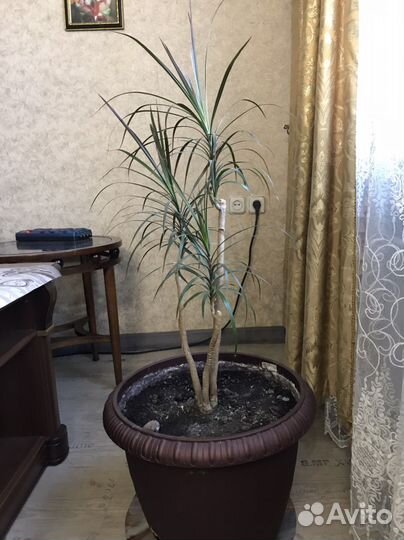 Драцена